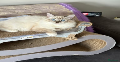 Ragdoll cats - Advert 2
