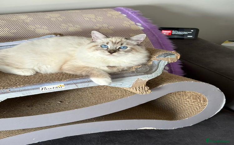 Ragdoll cats - Advert 16