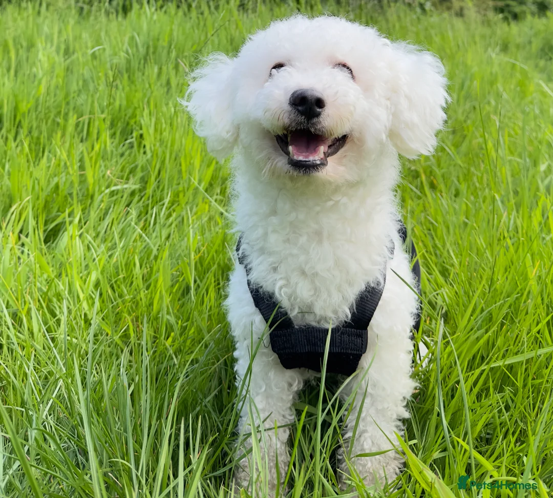 Bichon Frise dogs for stud: NOT FOR SALE: Bichon Frise For Stud Central London in London - Advert 2