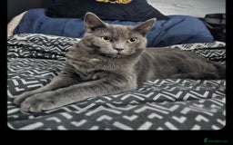 Domestic Shorthair cats for sale: Looking for new home/cat is free - Image 1