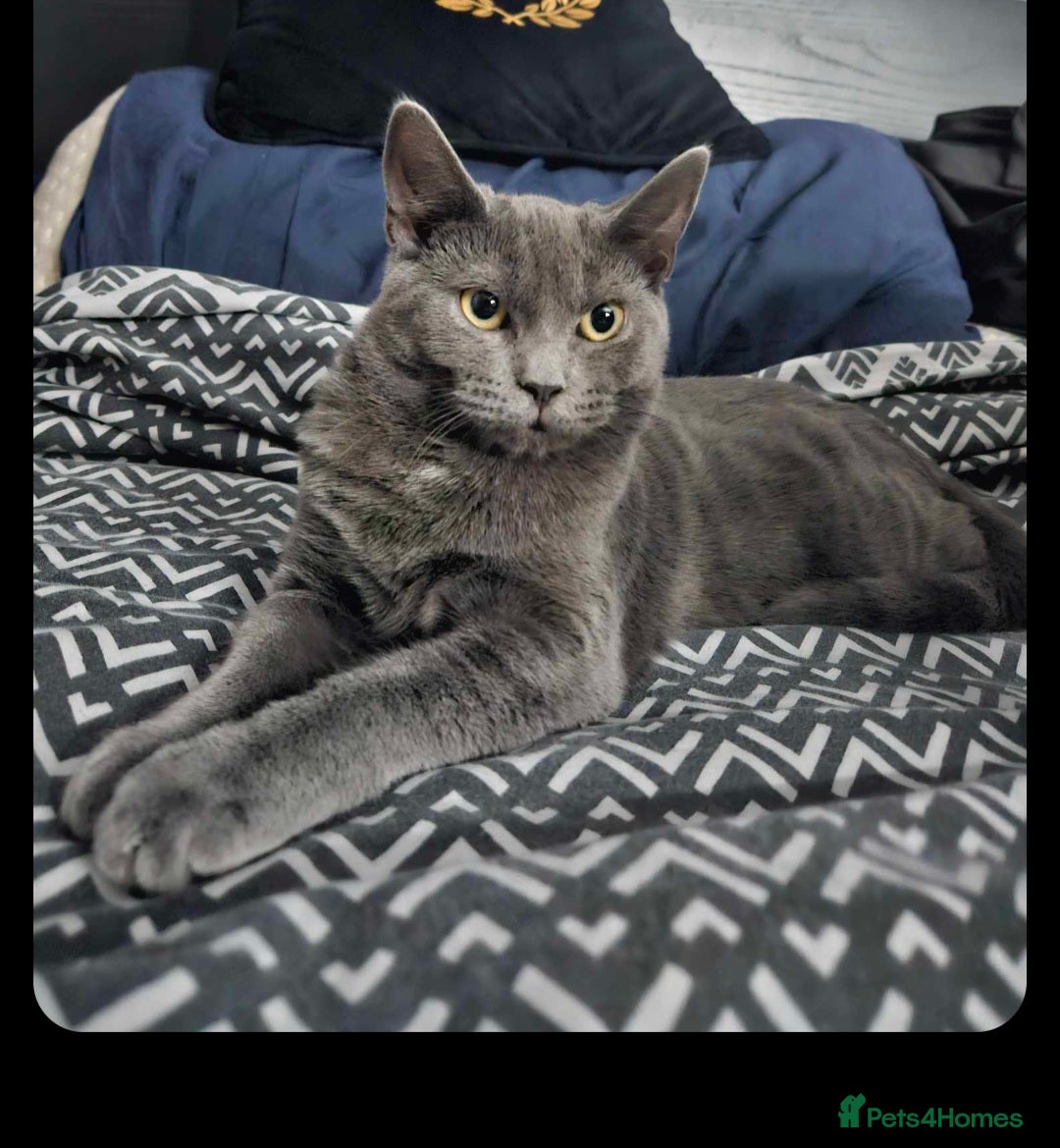 Domestic Shorthair cats for sale: Looking for new home/cat is free - Image 1