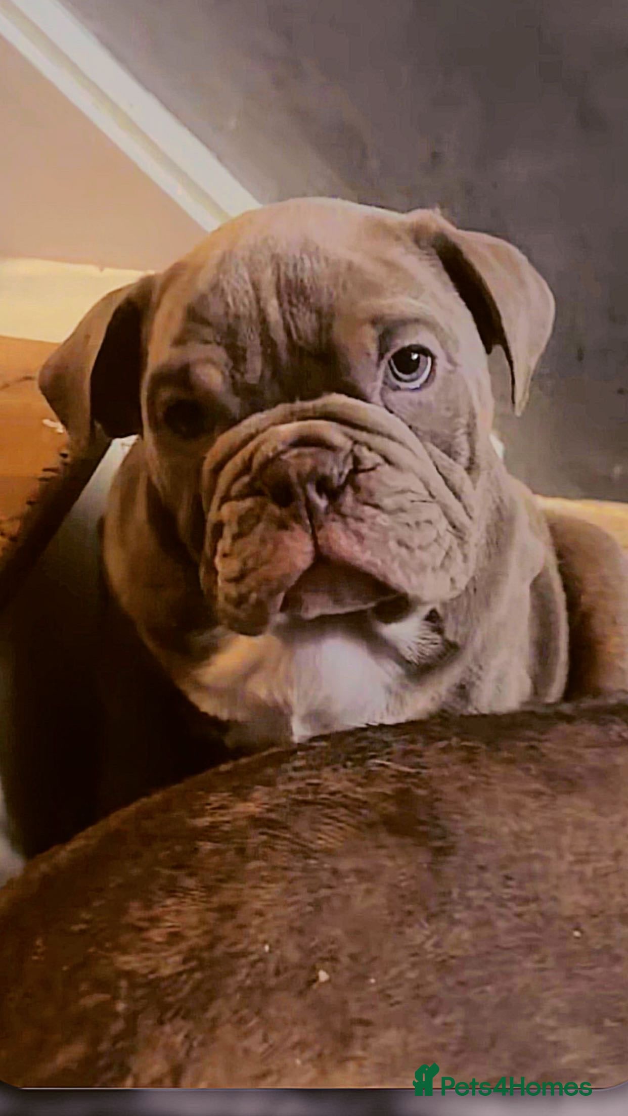 English Bulldog dogs KC English Bulldog - ready on 10th January - Advert 14