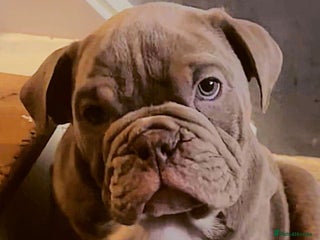 English Bulldog dogs KC English Bulldog - ready on 10th January - Advert 14