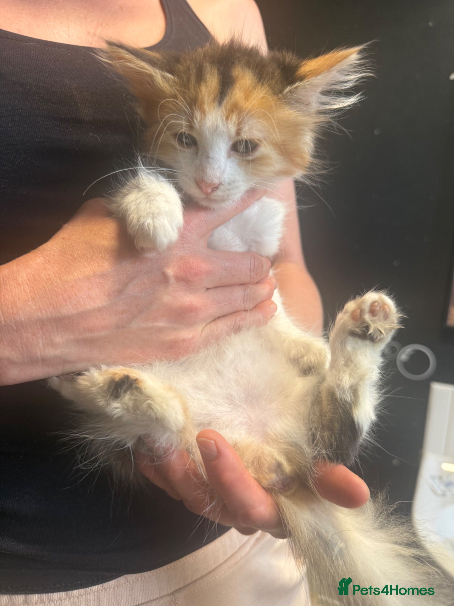 British Longhair cats adorable British longhair/domestic longhair kitten - Advert 1