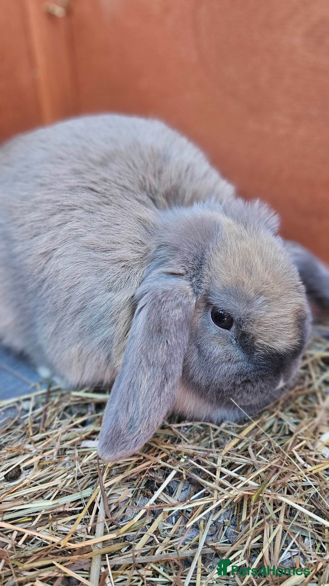 Mini Lop rabbits Gorgeous lop Rabbit, fully vaccinated 4 months old - Advert 1