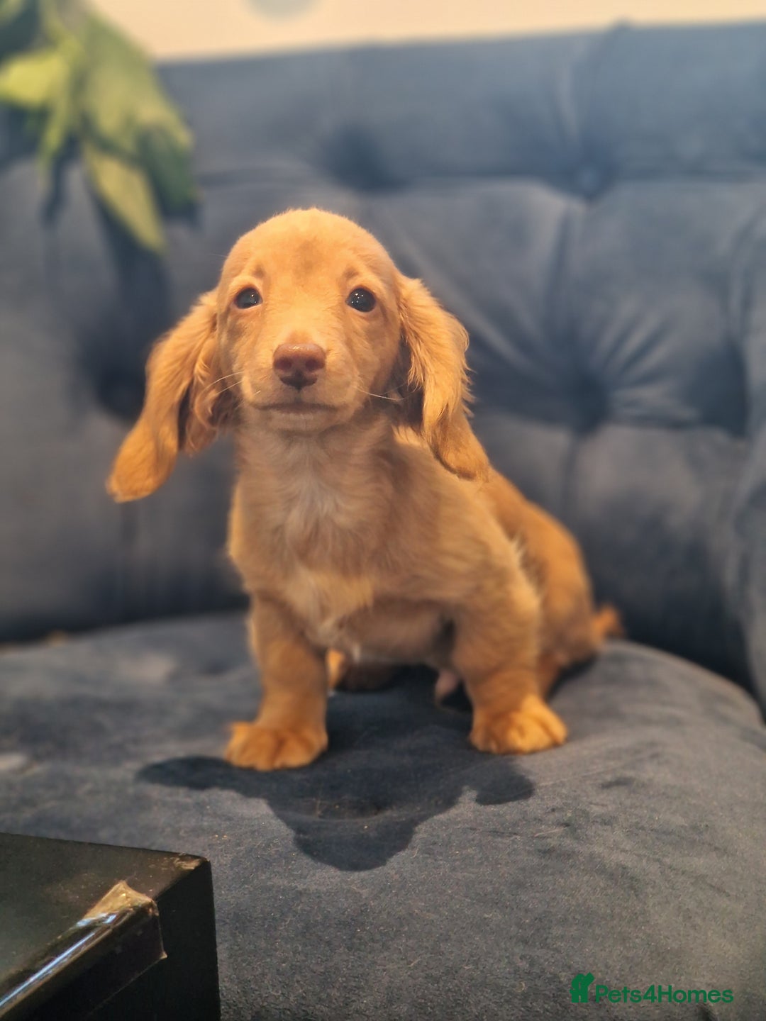 Miniature Dachshund dogs for sale: Cream Mini longhair Dachshund - Image 7