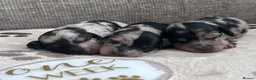 Miniature Dachshund dogs for sale: 🖤🍦 STUNNING SILVER DAPPLE & CREAM LONGHAIR 🍦🖤  - Advert 12