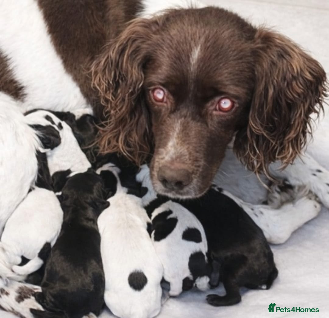 Mixed Breed dogs for sale: Gorgeous Springerjack Puppies  - Advert 1