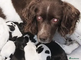 Mixed Breed dogs Gorgeous Springerjack Puppies - Advert 3