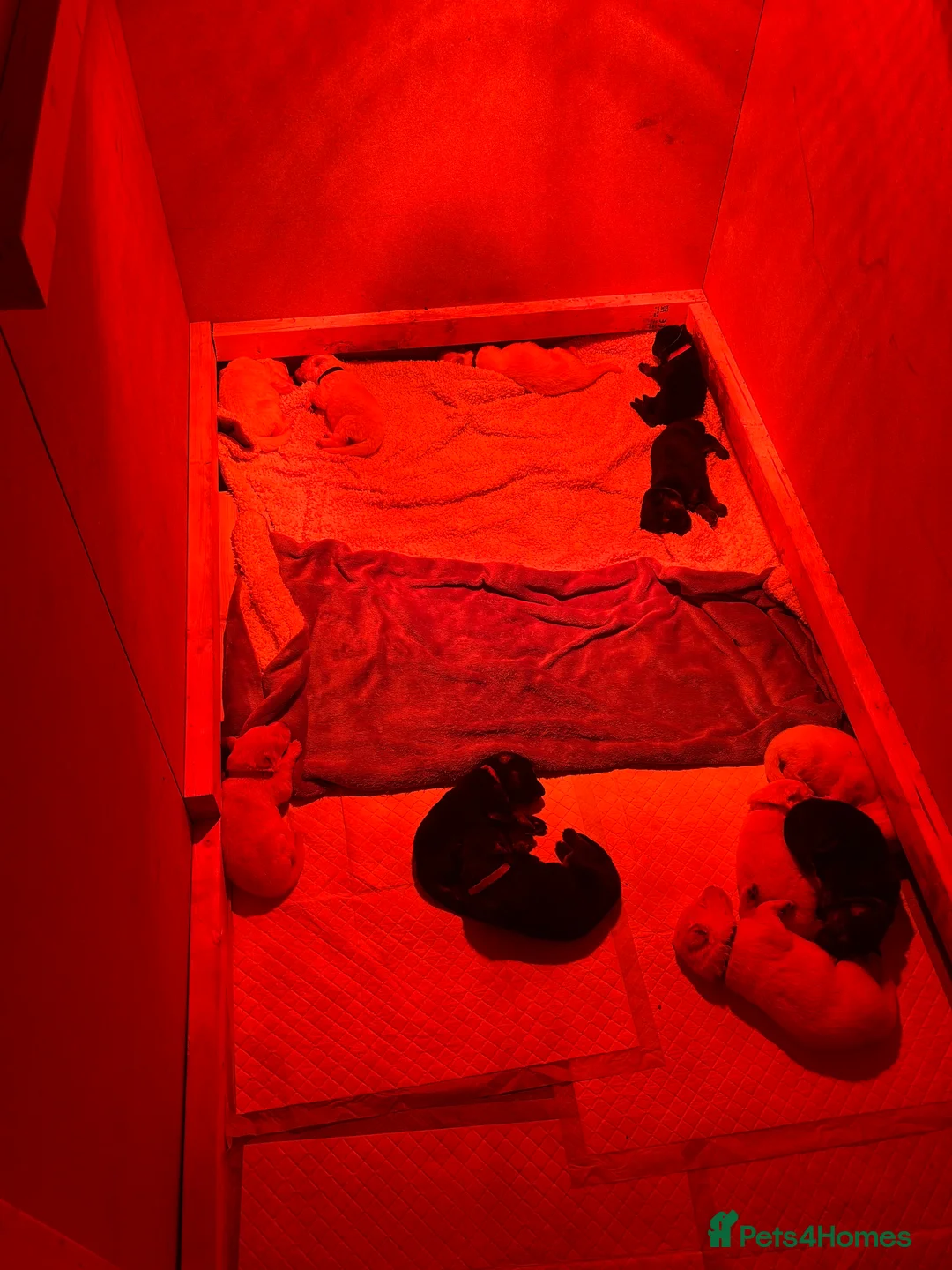 German Shepherd dogs for sale: German shepherd puppies  - Advert 1