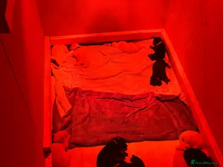 German Shepherd dogs German shepherd puppies - Advert 1