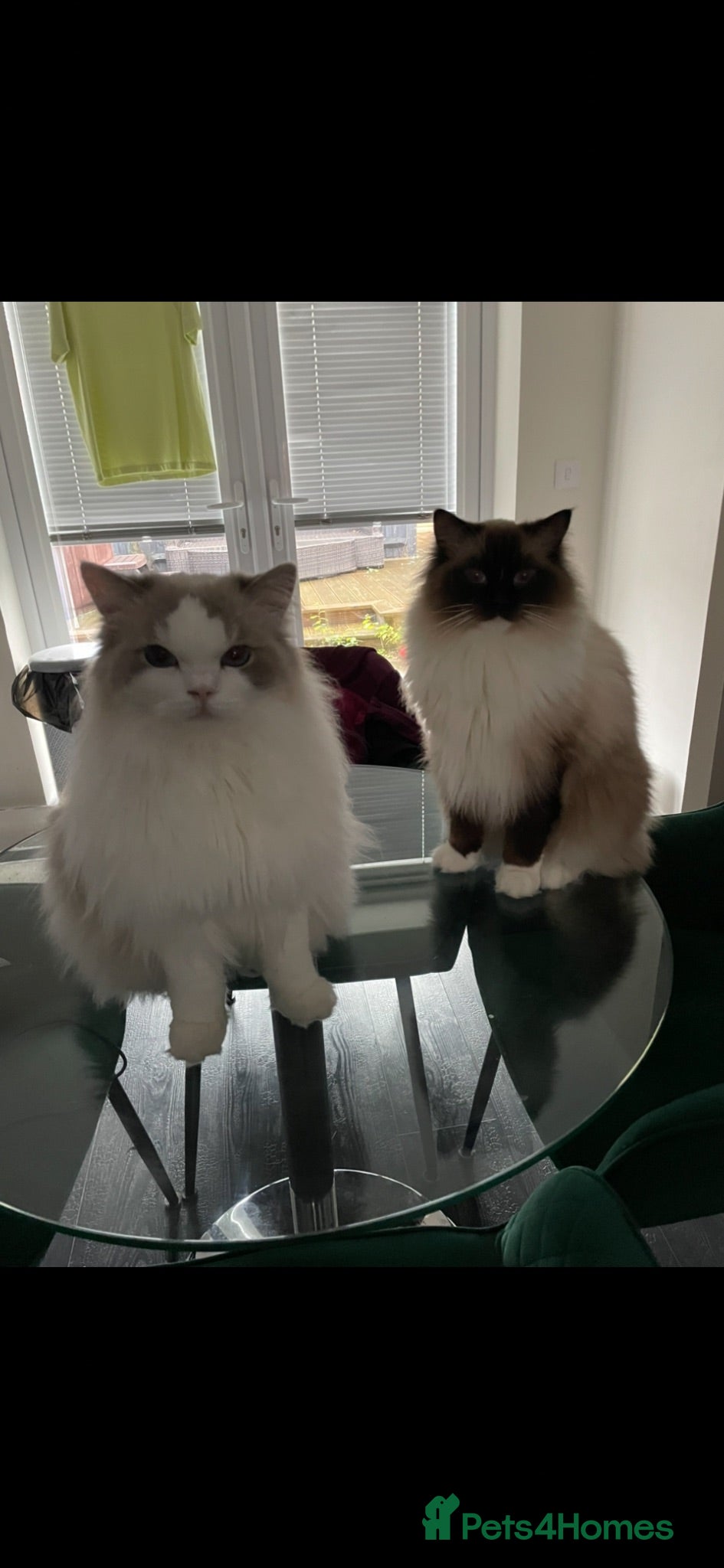 Ragdoll cats Pablo & Patrick adoption  - Advert 6