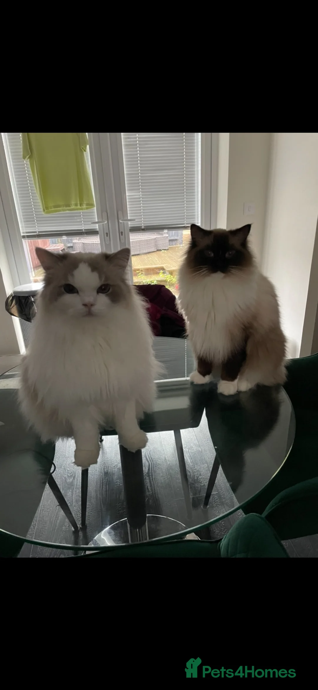 Ragdoll cats for sale: Pablo & Patrick adoption  - Advert 1
