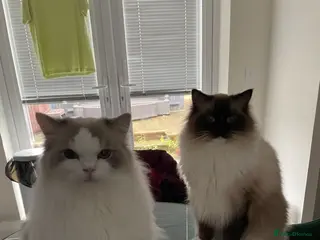 Ragdoll cats Pablo & Patrick adoption - Advert 5