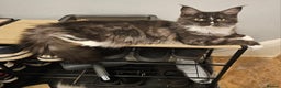 Maine Coon cats for sale: Black smoke and white maine coon  - Advert 2