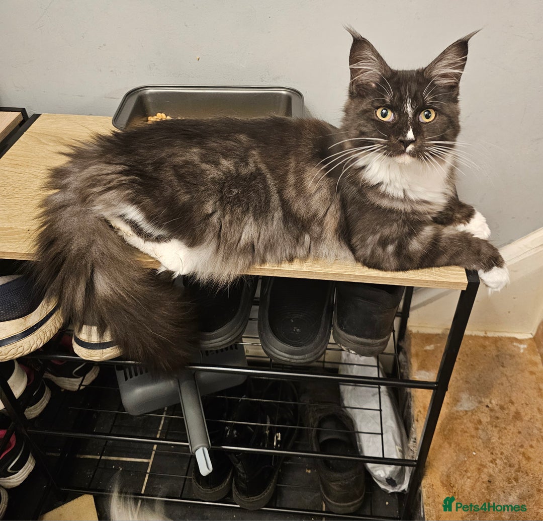 Maine Coon cats for sale: Black smoke and white maine coon  - Advert 2