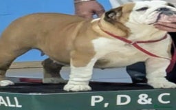 English Bulldog dogs for sale: Exceptional quality bulldogs  ( standard colour ) - Advert 1