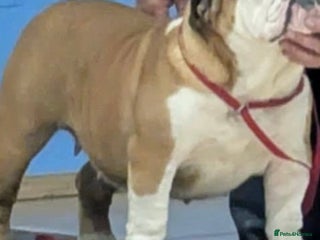 English Bulldog dogs Exceptional quality bulldogs ( standard colour ) - Advert 6