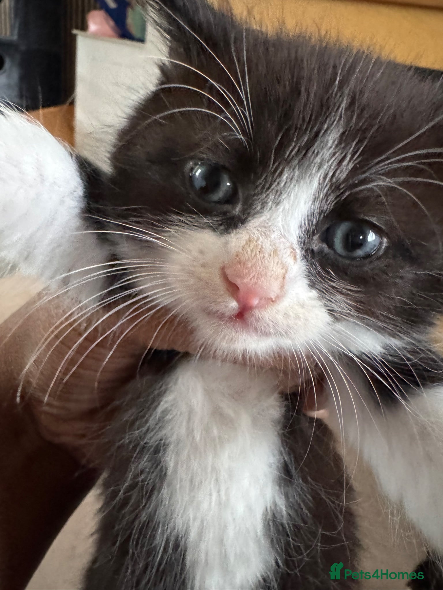 Mixed Breed cats 4 beautiful kittens for sale - Advert 15