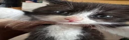 Mixed Breed cats for sale: 4 beautiful kittens for sale in Rhyl - Advert 2
