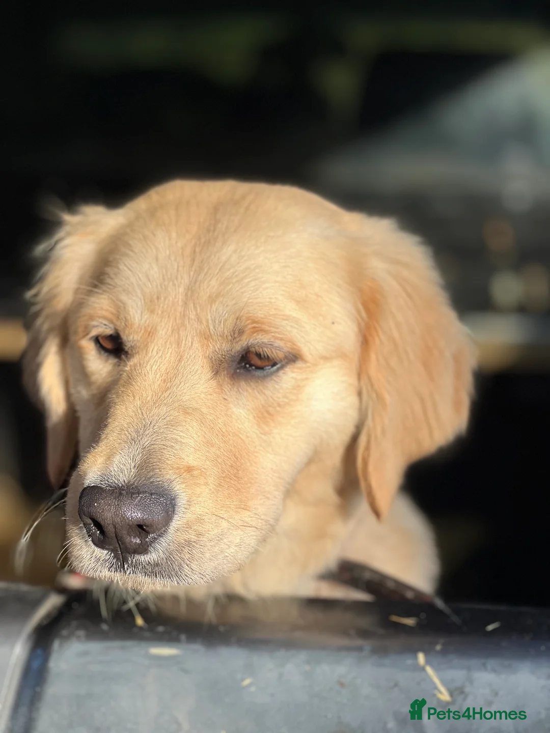 Golden Retriever dogs for sale: Loving Golden Retriever Bitch - 10 months old  - Advert 3