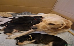 Cockerdor dogs for sale: Stunning Tri-coloured Cockerdors - Image 11