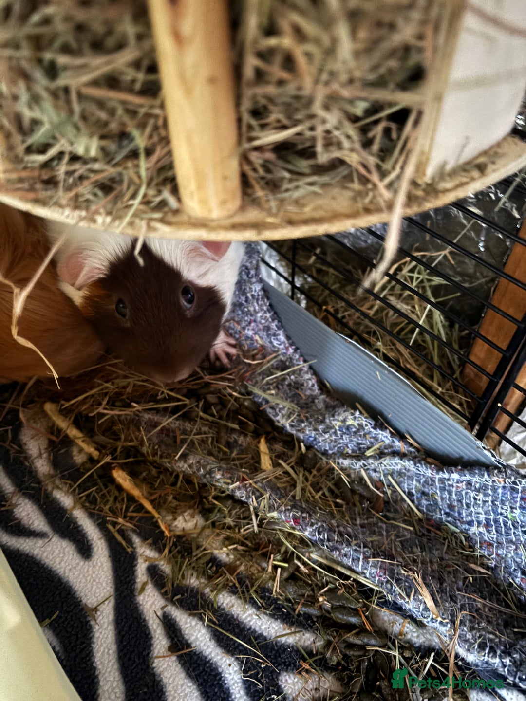 Guinea Pig rodents for sale: 2 sow guinea pigs 1yr old - Advert 5