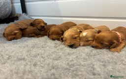 Cockapoo dogs for sale: 🐶Stunning F1 Cockapoos🐾health tested patents 🧬  - Image 8