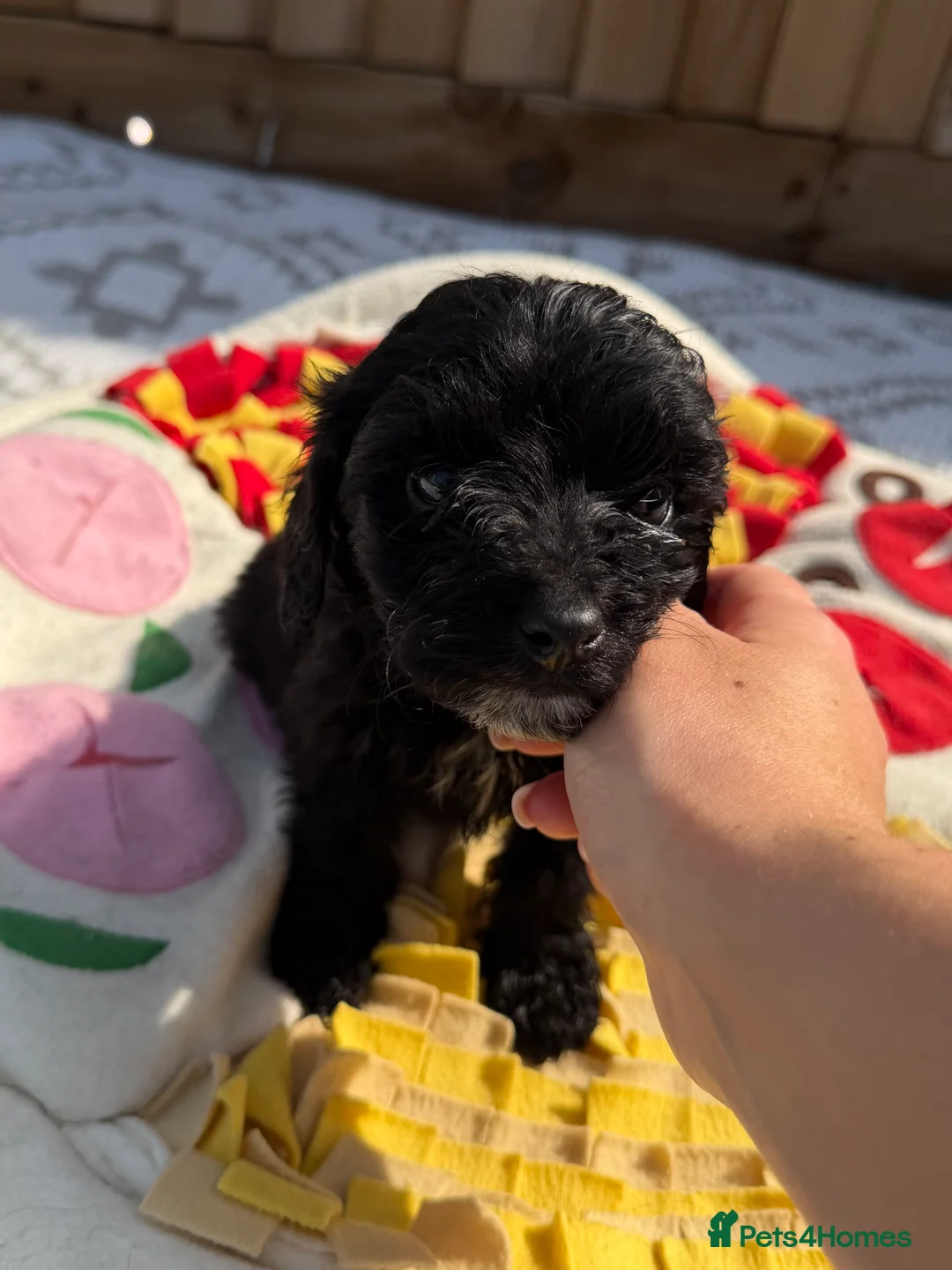 Cockapoo dogs for sale: Adorable F1 PRA clear cockapoo puppies  - Advert 2