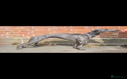 Whippet dogs for sale: Fantastic Whippet puppies - Image 9