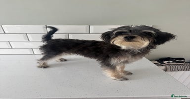 Morkie dogs - Advert 12