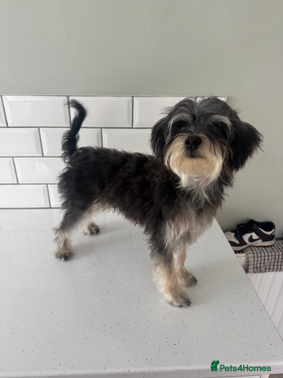 Morkie dogs for sale: 2 male morkies for sale  - Image 3