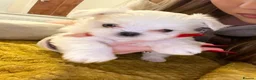 Maltese dogs for sale: Beautiful Maltese puppies home raised & socialised - Advert 12