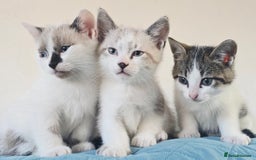 British Shorthair cats for sale: CATS FOR SALE - Image 1