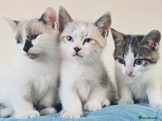 British Shorthair cats - Advert 31