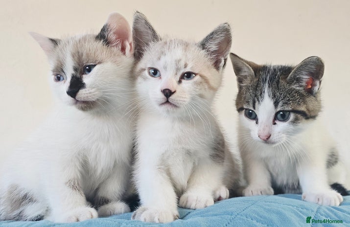 British Shorthair cats - Advert 1