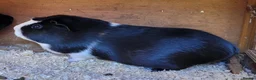 Guinea Pig rodents for sale: Guinea pigs with hutch in Perth - Advert 6