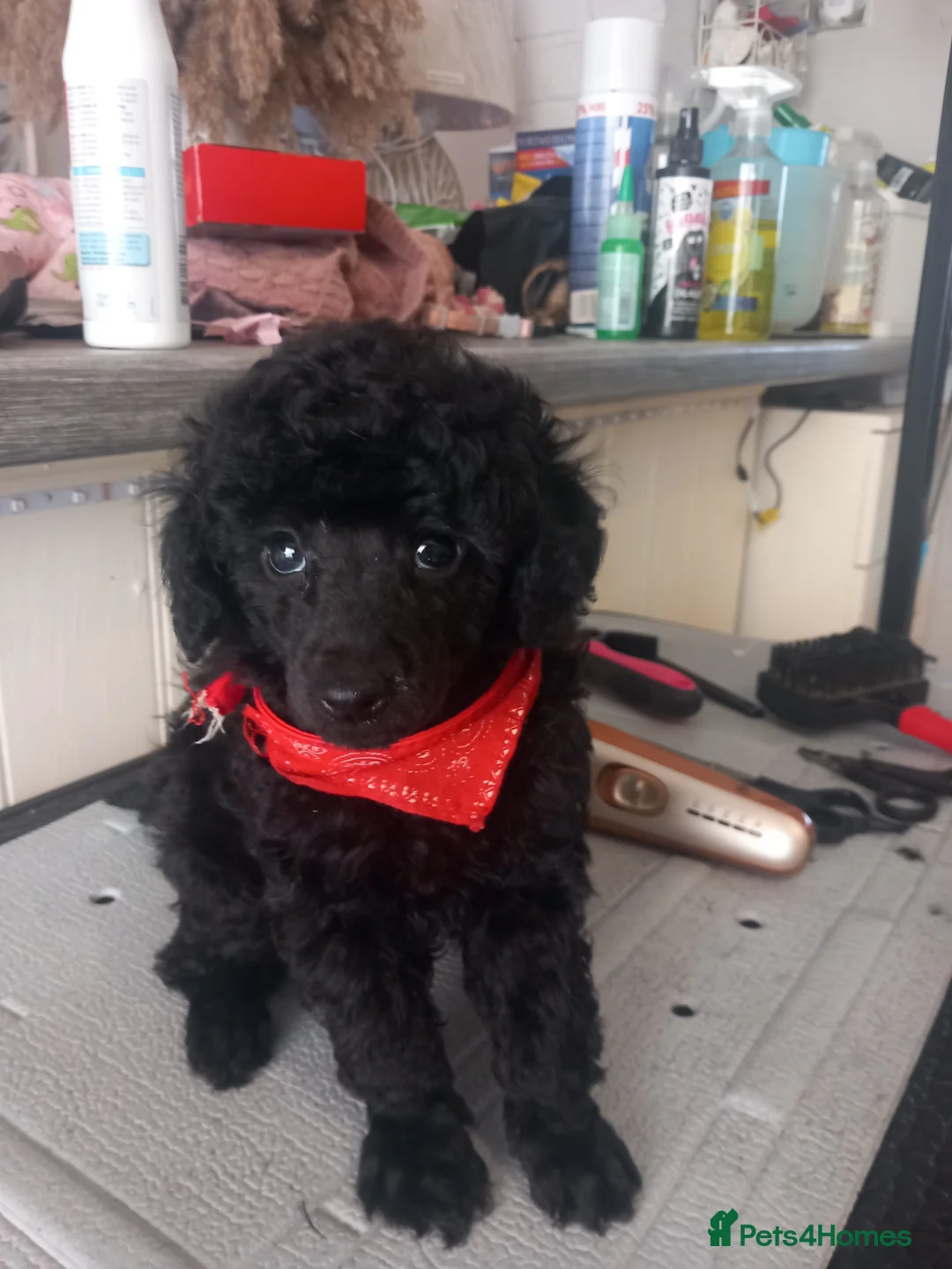 Toy Poodle dogs for sale: BEAUTIFULL TINY KC FULL PEDIGREE TOY POODLES* - Advert 13