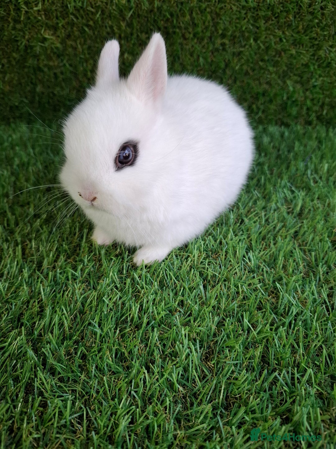 Netherland Dwarf rabbits for sale: QUALITY NETHERLAND DWARF - Advert 3