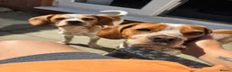 Mixed Breed dogs for sale: 6 month old pup  - Advert 9