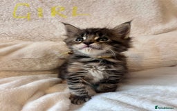 Maine Coon cats for sale: Maine coon kitten  - Image 8