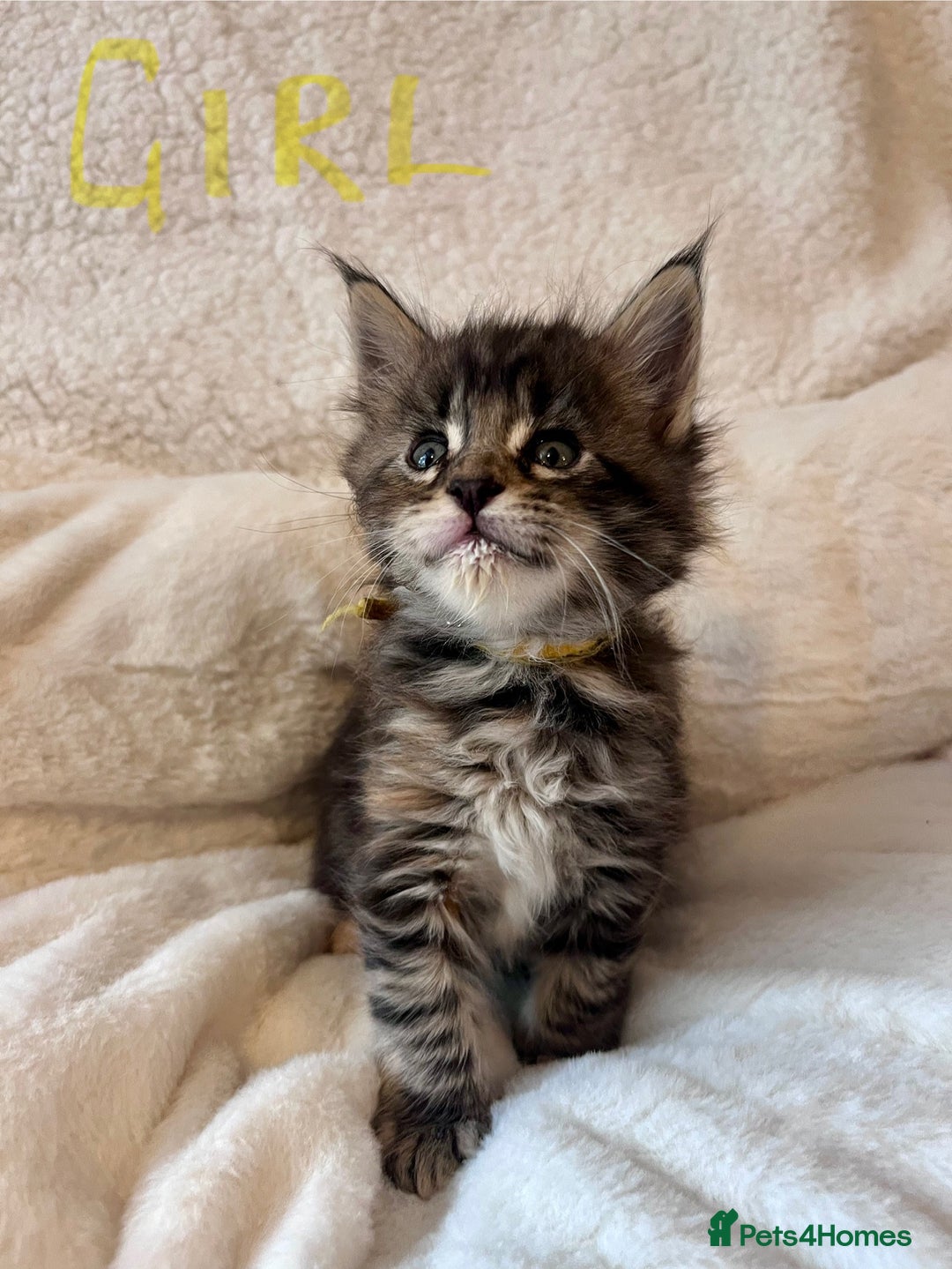 Maine Coon cats for sale: Maine coon kitten  - Image 8