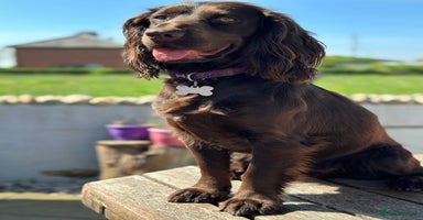 Cocker Spaniel dogs - Advert 9