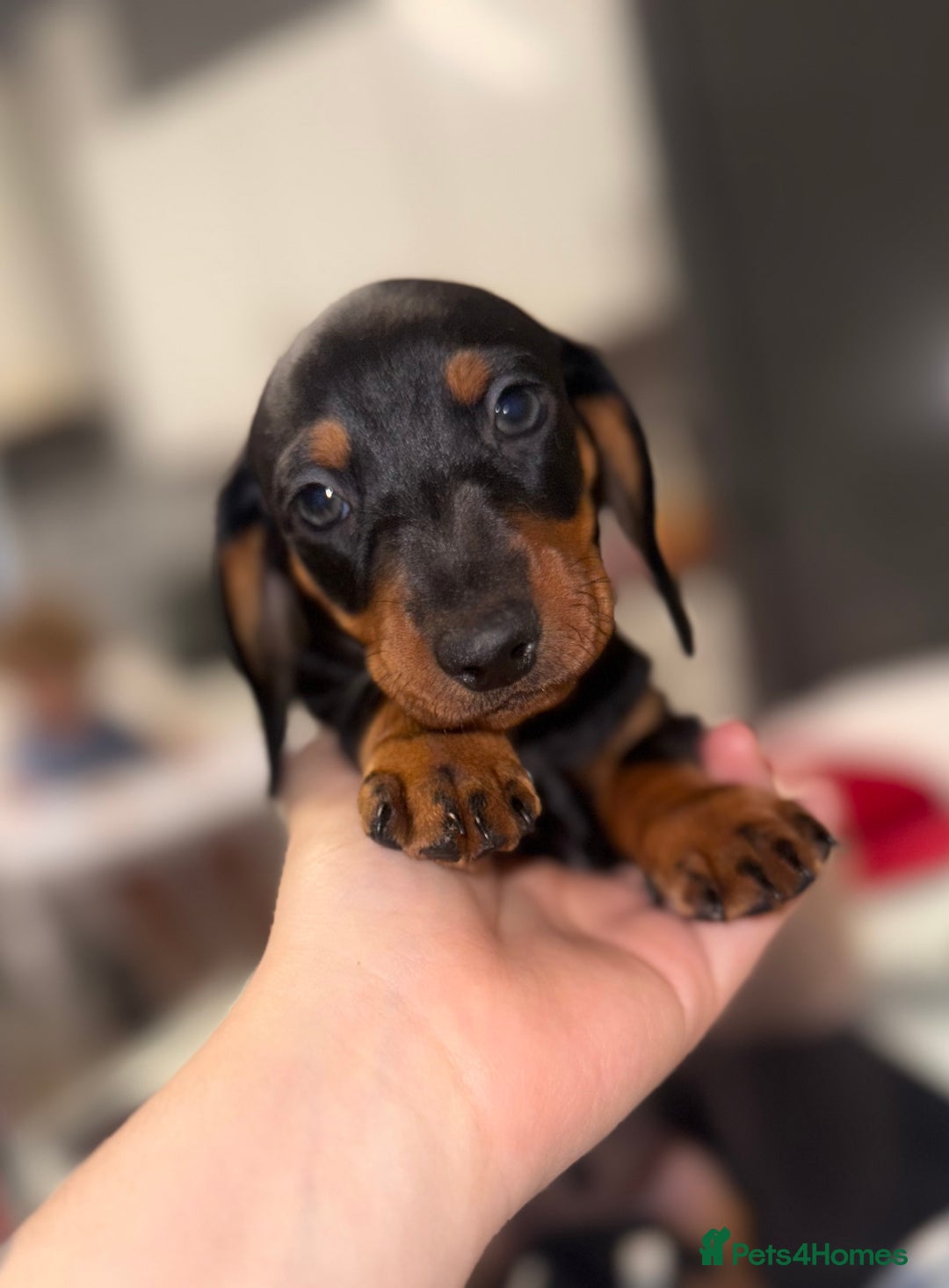 Dachshund dogs for sale: Dachshund pups - Advert 5