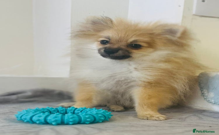 Pomeranian dogs - Advert 1