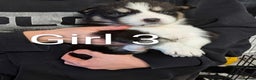 Siberian Husky dogs for sale: Stunning Siberian Husky Puppies for Sale 🐾 - Advert 8