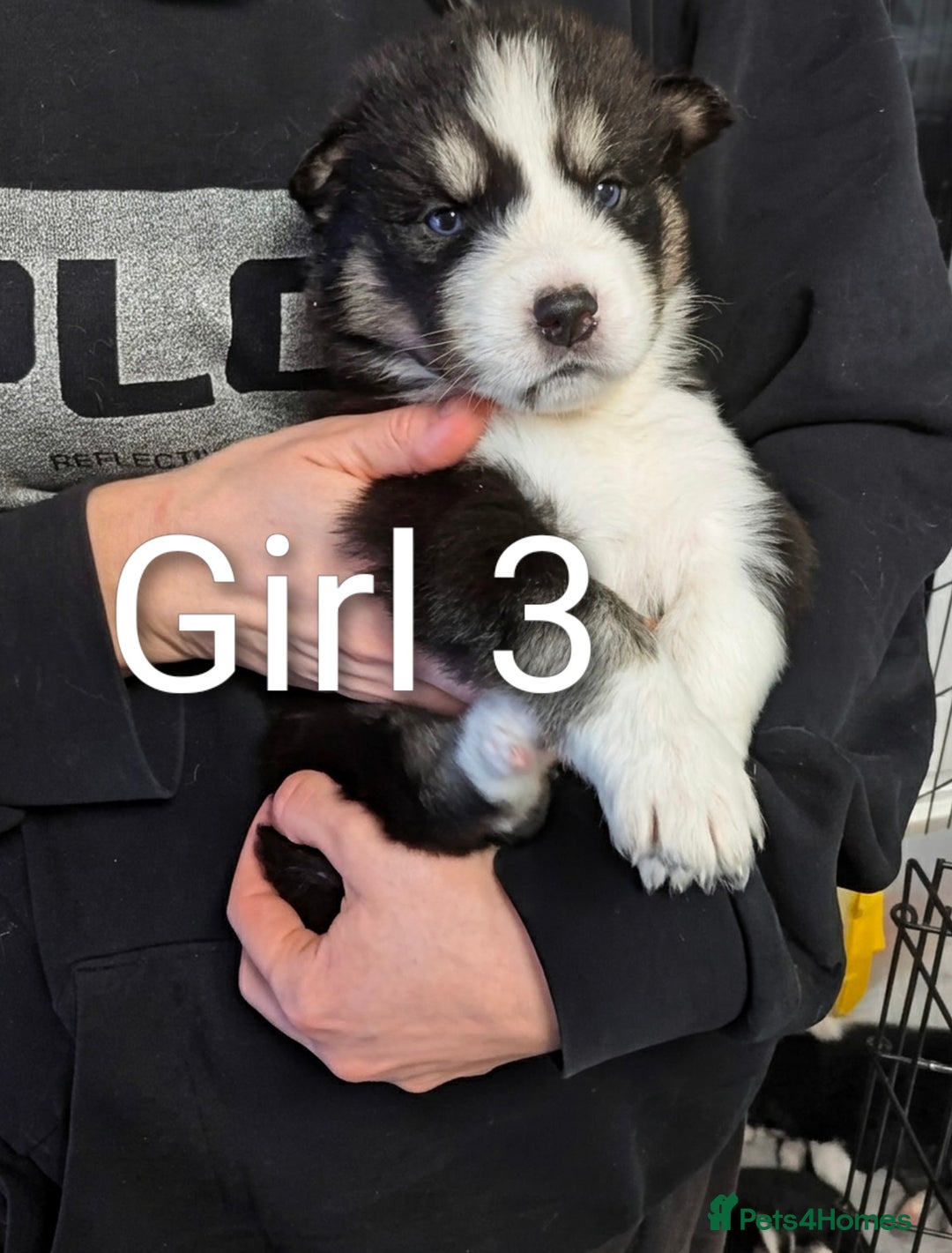 Siberian Husky dogs for sale: Stunning Siberian Husky Puppies for Sale 🐾 - Advert 8