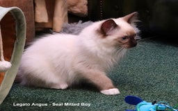 Ragdoll cats for sale: Gorgeous GCCF Reg Ragdoll Kittens - Image 3