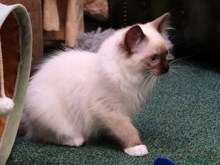 Ragdoll cats - Advert 10