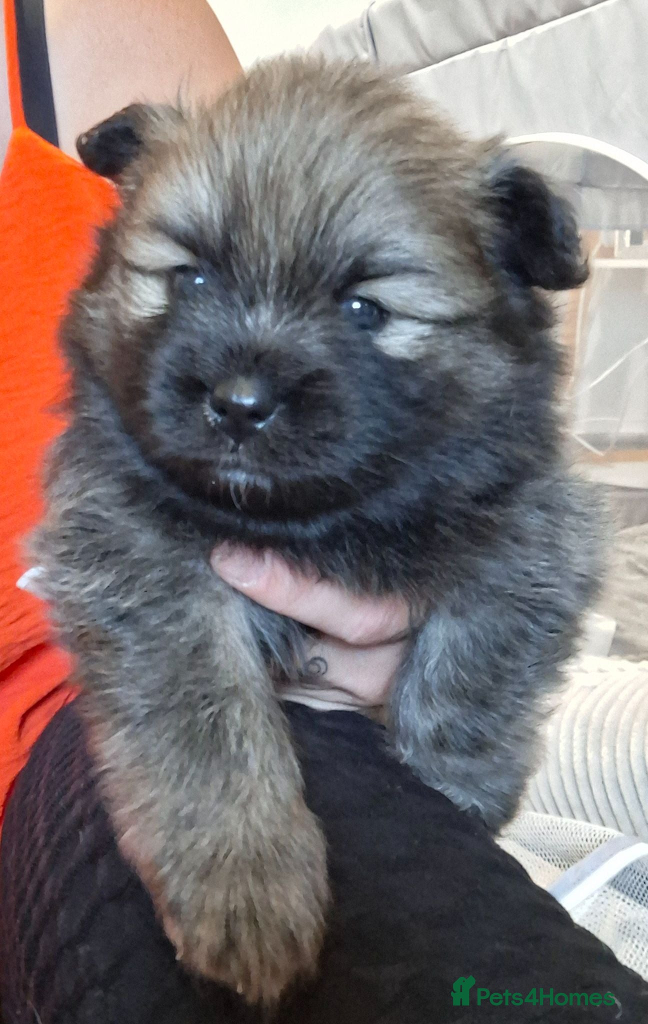 Pomeranian dogs Beautiful pomeranian pups 4wks old🥰 - Advert 14
